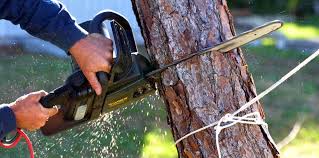 Trusted Winnemucca, NV Tree Care Experts