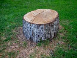 Best Commercial Tree Services  in Winnemucca, NV