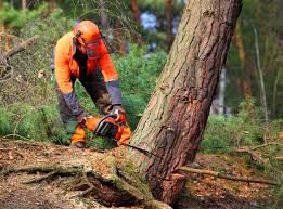 How Our Tree Care Process Works  in  Winnemucca, NV